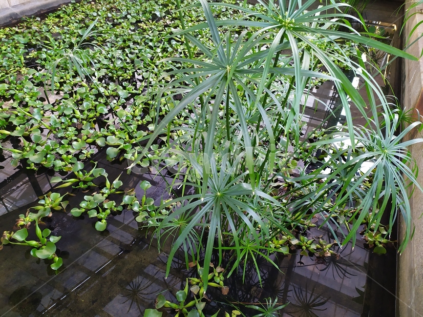 가을,leaf,plant,식물,잎,식물,자연,plants,nature