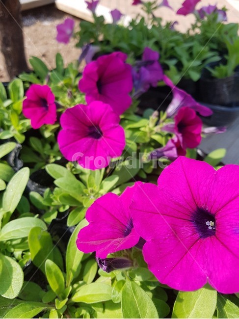 나팔꽃,꽃,자연,힐링,morningglory