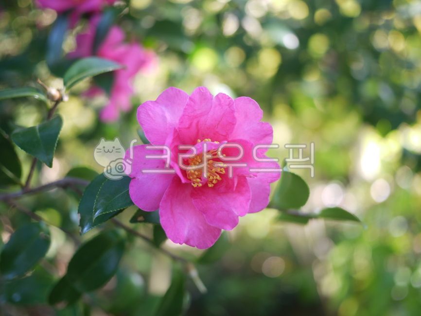 동백꽃,flower,꽃,꽃잎,자연,야외,산책,봄꽃,봄,spring,계절,감성,핑크,핑크꽃,분홍,분홍꽃