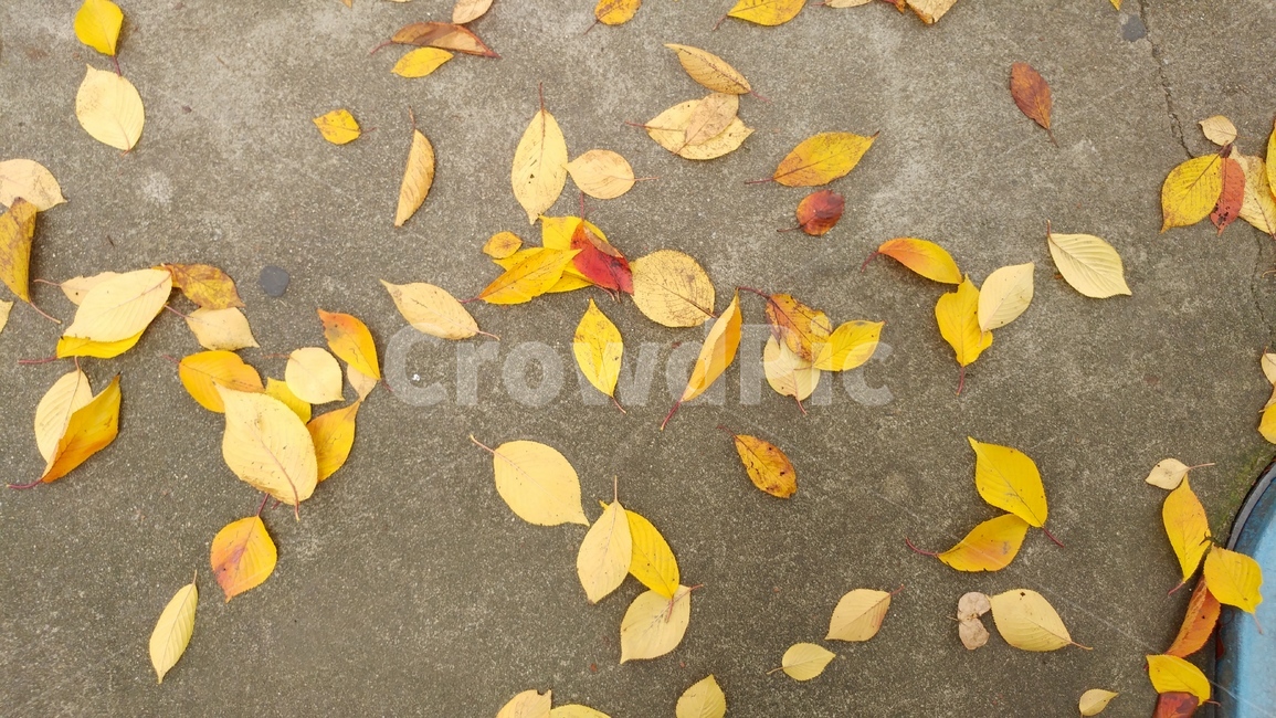 가을,낙엽,칼라,갈색,나뭇잎,가을,계절,fall,autumn,season,plant,식물,leaf,잎,ground,바닥