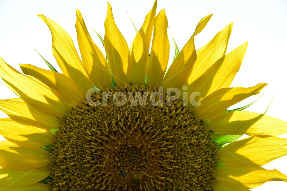 sunflower,해바라기,숭배,기다림,존경,향일화,조일화,페루국화,그리스신화,귀화식물,식물,자연,plants,nature,꽃,flower