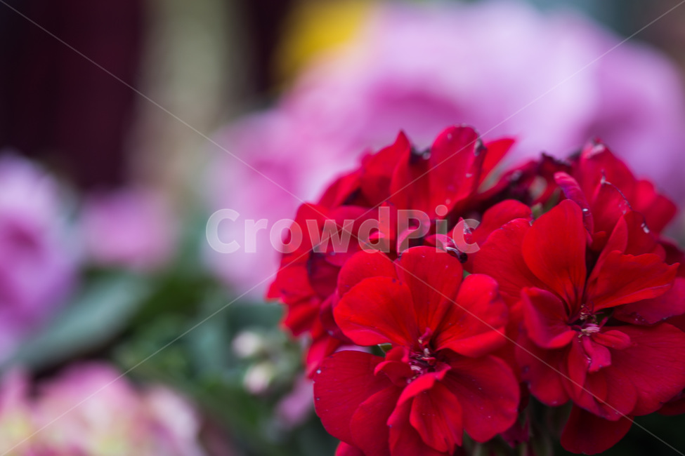 warm,geranium,제라늄,flower,꽃,plant,식물,blossom,red