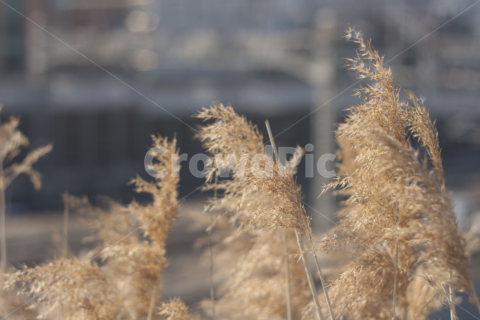 갈대,억새,식물,가을,풍경,가을사진,landscape,plants,fall,automn,가을,계절,fall,autumn,season,식물,자연,plants,nature,grass,잔디,plant,lawn,reed