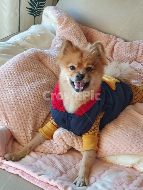dog,애완동물,동물,강아지,개