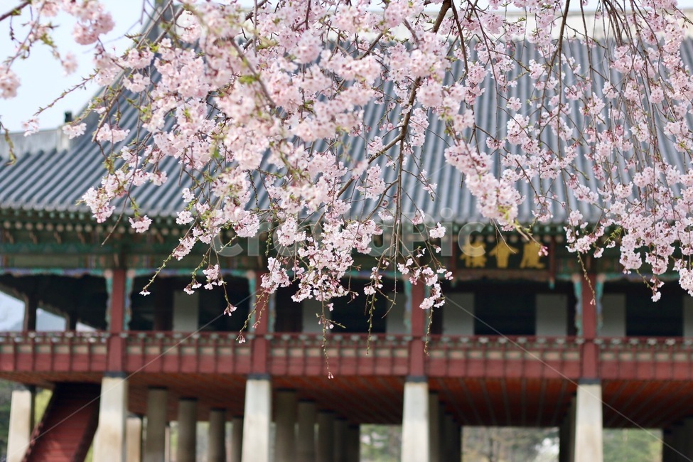 경회루,경복궁,벚꽃,봄,야외,봄,계절,spring,season,한국전통,한국문화,korean traditional,korean culture,건축물,건물외관,exterior,building,structure,architecture,construction,plant,식물,flower,꽃,blossom