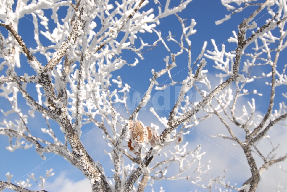 겨울,설경,겨울나무,눈,하늘,snow,산,겨울,계절,winter,season,식물,자연,plants,nature,나무,trees,wood