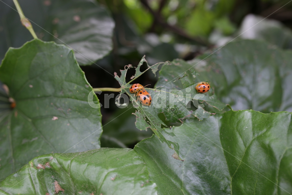 무당벌레,제주도,곤충,식물,잎,자연,동물,animal,곤충,벌레,insect,bug