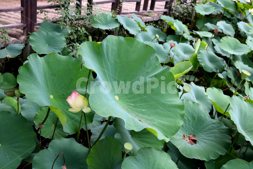 수련,연꽃,연잎,식물,수생식물,연,자연,식물,자연,plants,nature,꽃,flower