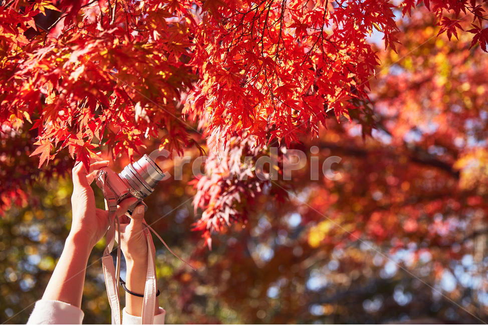 단풍,가을,카메라,사진촬영,붉음,leaf,식물,잎,tree,나무,plant,秋,紅葉,가을,계절,fall,autumn,season