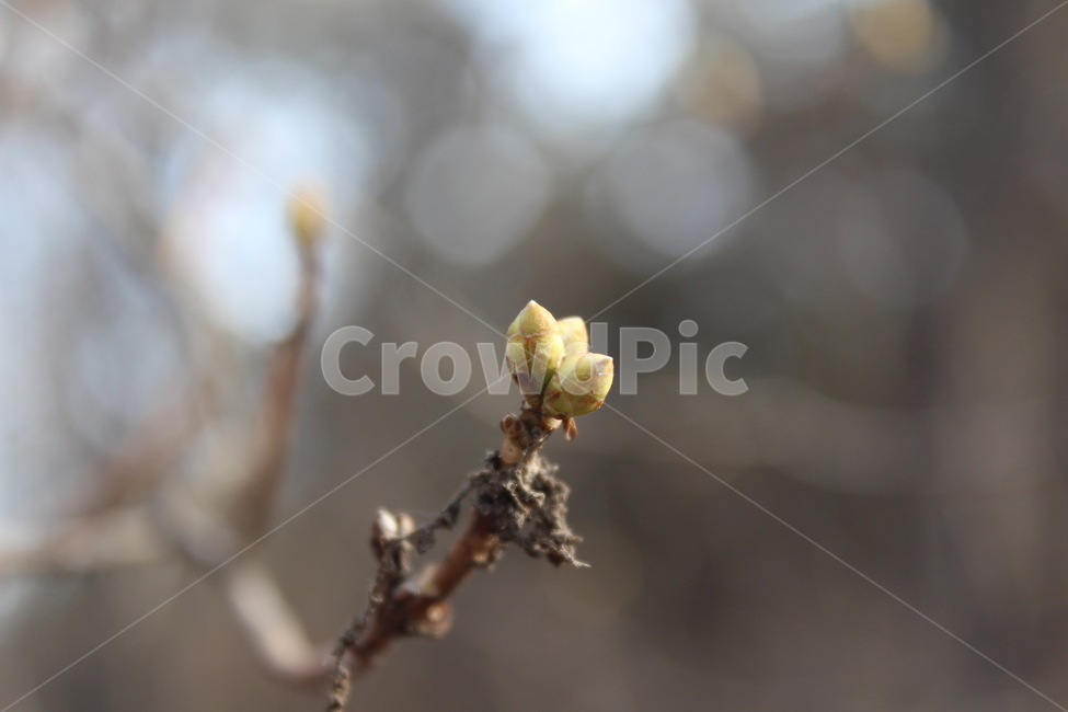 blossom,식물,flower,bud,싹