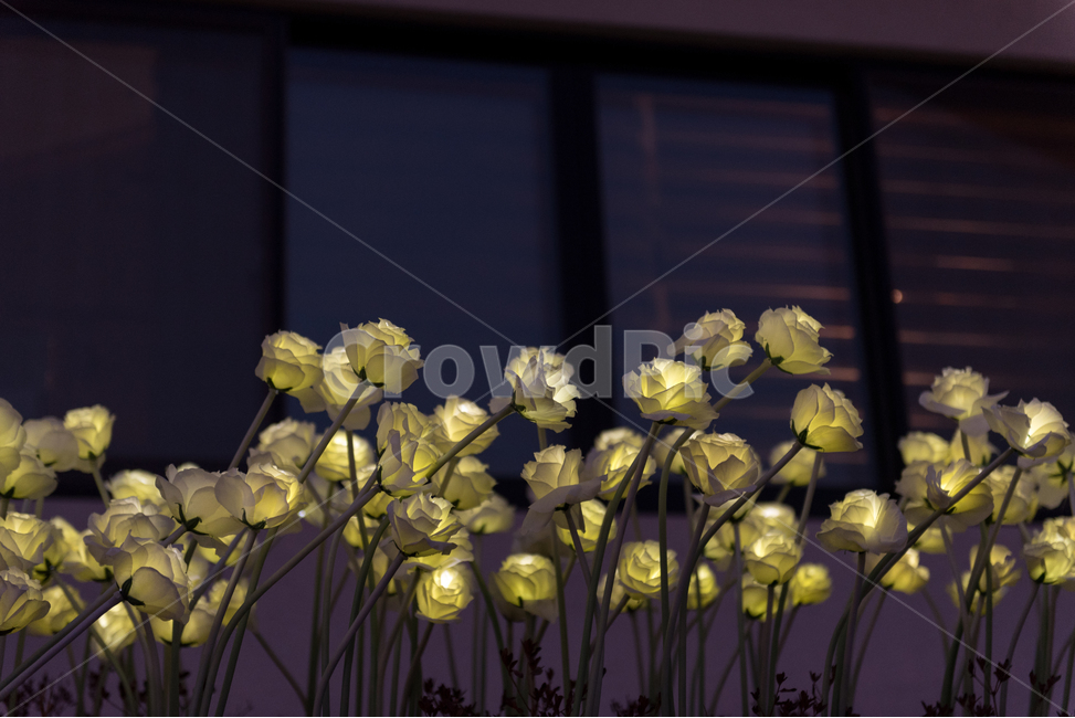 빛,조명,장미,꽃,Flower,Rose,Light,야경,밤,풍경,nightscape,night,landscape,꽃,flower,plant,식물,blossom,vase,병 장식,jar,항아리,pottery,도기류,art,미술,ornament,장식,flower arrangement,꽃꽂이,ikebana,이케 바나