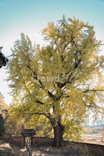 tree,나무,은행나무,전통건축,한옥,담,기와,고목,가을,감성사진,traditional,koreanstylehouse,wall,oldtree,fall,가을,계절,fall,autumn,season,한국전통,한국문화,korean traditional,korean culture,식물,자연,plants,nature,나무,trees,wood