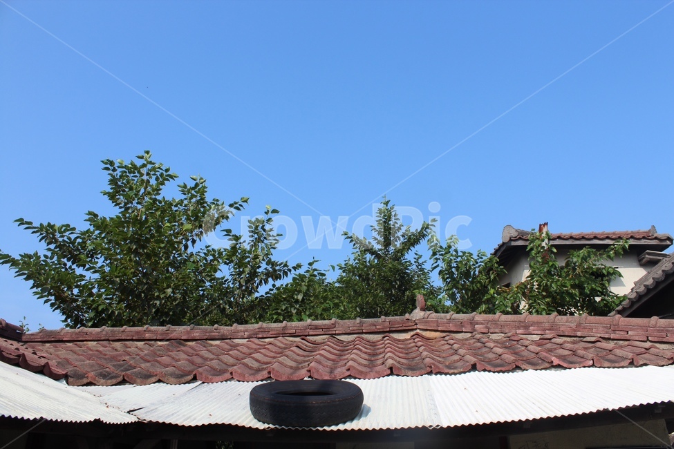 지붕,나무,식물,주택,가정,house,tree,roof,건축물,건물외관,exterior,building,structure,architecture,construction