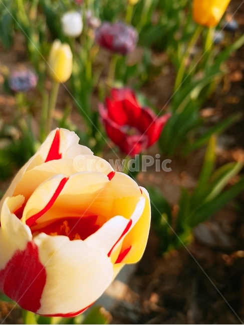 튤립,꽃,flower,plant,식물,식물,자연,plants,nature,꽃,flower