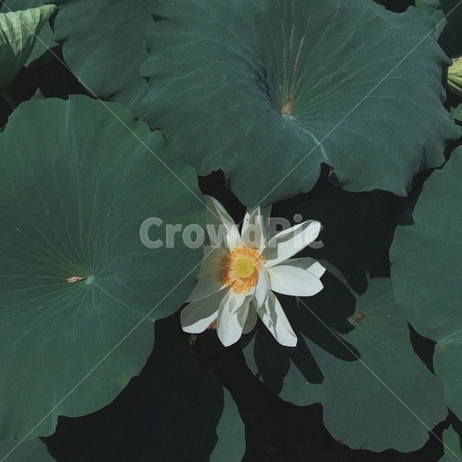 감성사진,연못,꽃,식물,연꽃,감성,flower,식물,자연,plants,nature,꽃,flower