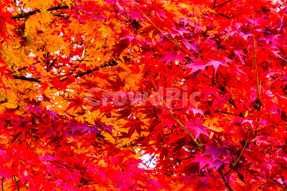 단풍,단풍나무,가을단풍,단풍잎,maple,foliage,가을,계절,fall,autumn,season,leaf,잎,plant,식물,tree,나무