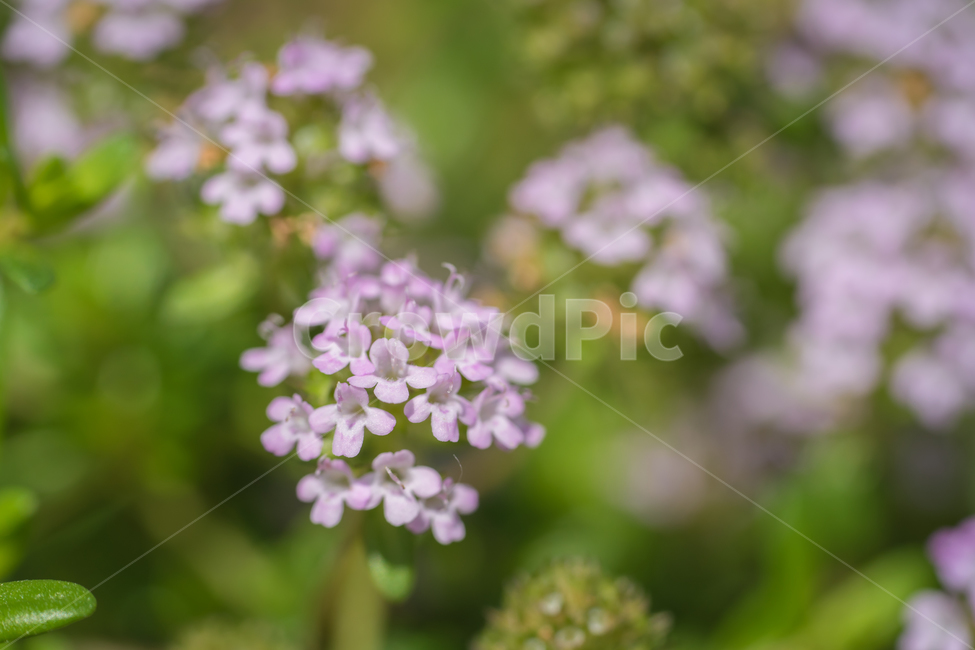 백리향,봄,꽃,자연,보라,식물,근접,봄꽃,식물,자연,plants,nature,꽃,flower