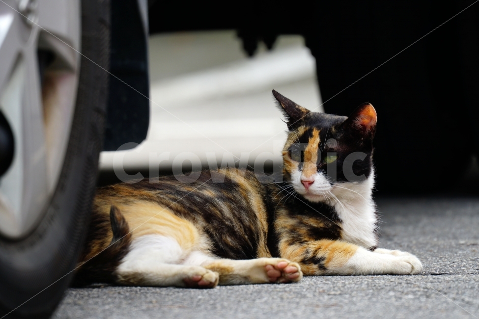 고양이,동물,자동차,타이어,바퀴,아스팔트,여름,animal,cat,휴식,음지,그늘,야옹이,냐옹이,길고양이,도둑고양이,들고양이,귀여운,귀엽다,귀염둥이,삼색고양이,발톱,편한,편안한,편하다,편안하다,힐링,감성,힐링사진,감성사진,cute,pretty,여유,car,tire,스냅,스냅사진,스넵,스넵사진,snap,snapshot,pet,애완동물,반려동물,애완묘,반려묘,잉여,동물,animal,포유류,mammal,고양이,cat,kitten,kitty