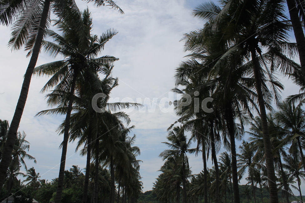 야자수,길리,palmtree,gili,nature,자연