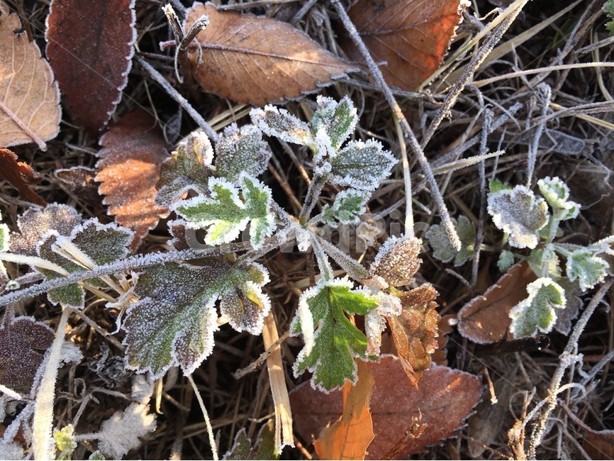 겨울,한파,추위,서리,식물,겨울,계절,winter,season,식물,자연,plants,nature