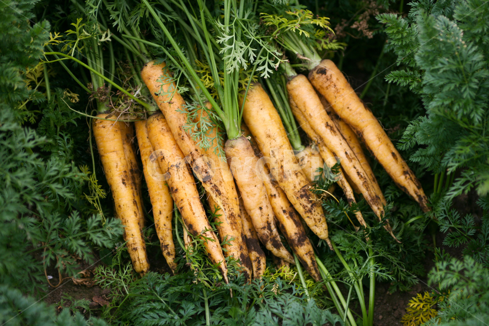 야채,당근,다이어트,건강,유기농,제주,농장,자연,carrot,carrots,food,vegetable,fresh,orange,bunch,organic,healthy,vegetables,green,raw,isolated,root,agriculture,garden,diet,market,vegetarian,leaf,white,harvest,vitamin,ripe,nature,carrotcarrot,farm,closeup,color,colorful,country,diete,cofarmer,farmersmarket,farming,background,greenhealthhealthyfoodshealthylifehealthylifestylehealthylifestylebackground,jejuisland,jejukorea,natural,naturelandscape,nutrition,organicbackground,organicfarm,음식,식재료,요리,food,cook,meal,dishes,food reserves,채소,야채,vegetables,산업,industry,industrial,농업,농사,agriculture,farming,farming industry