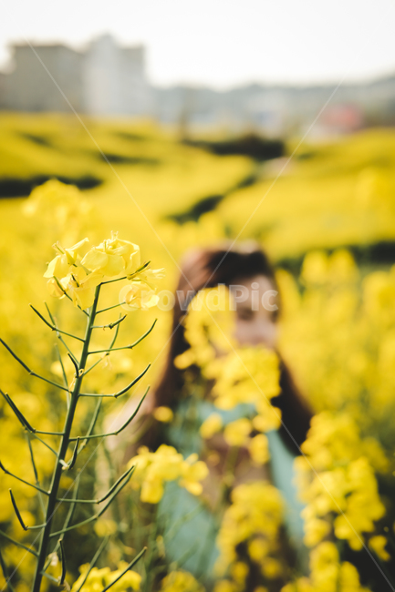 field,들,plant,식물,유채꽃,꽃밭,봄날,오후