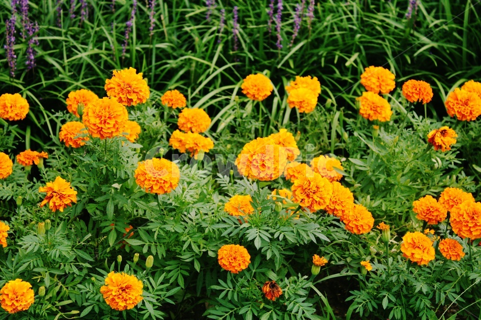 식물,꽃,blossom,pottery,plant,제라늄,geranium,식물,자연,plants,nature,꽃,flower