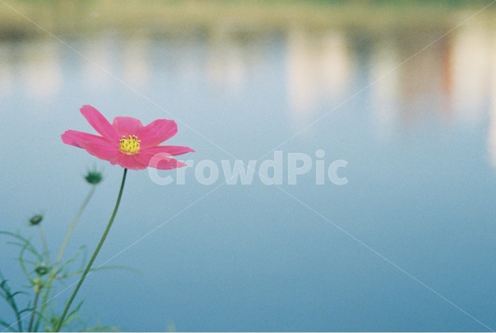 코스모스,강,꽃,풍경,자연,가을,계절,fall,autumn,season,식물,자연,plants,nature,꽃,flower,감성,sensible,feeling,plant,blossom,petal,꽃잎