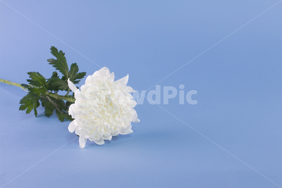 국화,꽃,식물,흰꽃,꽃잎,추모,배경,백그라운드,다울,식물,자연,plants,nature,꽃,flower