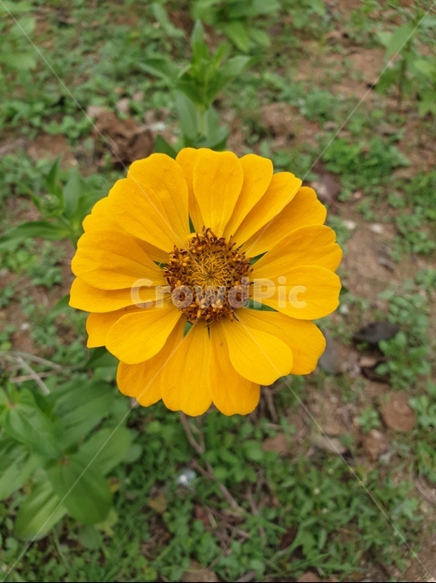 꽃,flower,들꽃,예쁜꽃,예쁜
