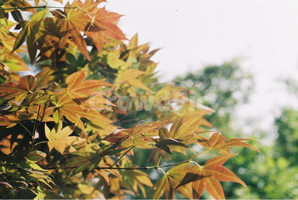 단풍,단풍나무,가을,식물,나무,나뭇잎,가을,계절,fall,autumn,season,leaf,잎,plant,tree,maple