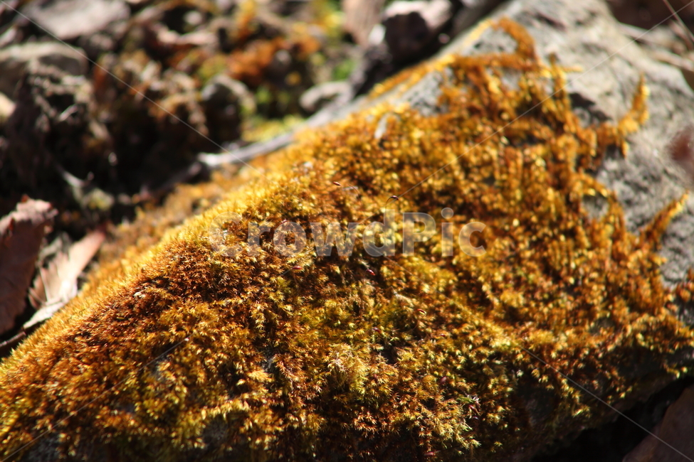 이끼,식물,선태식물,포자,moss,식물,자연,plants,nature