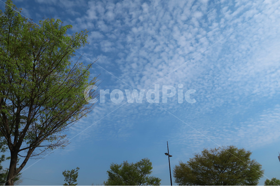 하늘,나무,sky,구름,풍경,배경,파란색,초록색,green,blue,cloud,봄하늘,봄