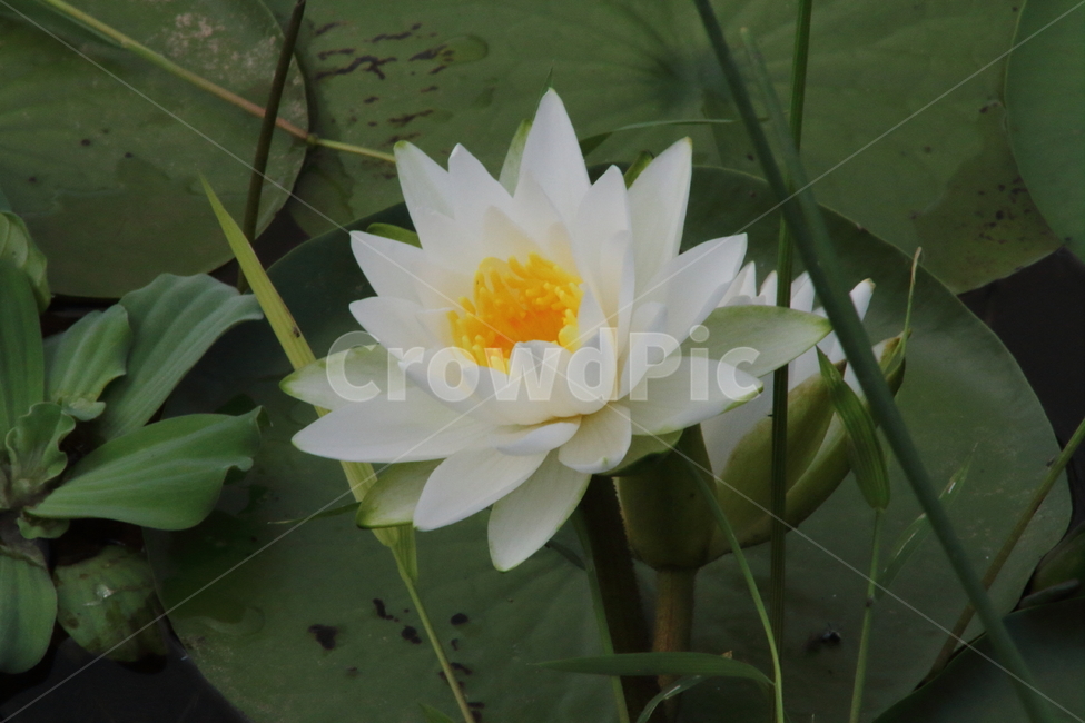 연,꽃,수련,식물,waterlily,식물,자연,plants,nature,꽃,flower