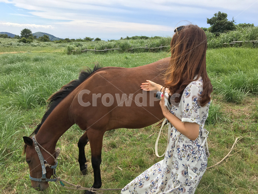 오름,새별오름,제주도,말,화산,기생화산,여성,제주말,초록,녹음,녹색,여자,목초지,풀밭,감성,뒷모습,카메라,자연,손등,갈색머리,바람,초원,동물,animal,포유류,mammal,사람,인물,인간,human,person,여성,여자,woman,female,lady