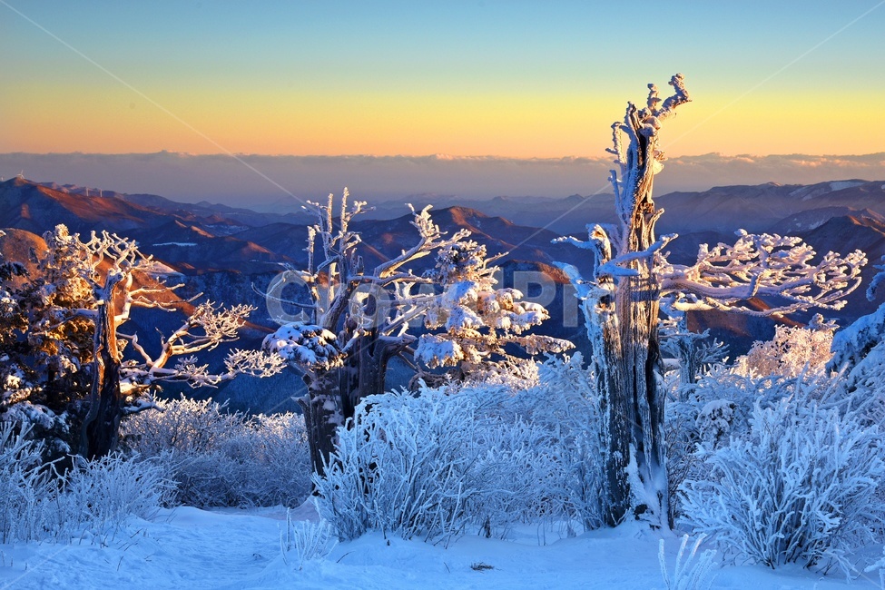 강원도,태백산,설경,상고대,주목,태백산여명,태백산아침,nature,자연,outdoors,옥외,ice,snow,눈,frost,서리,겨울,계절,winter,season