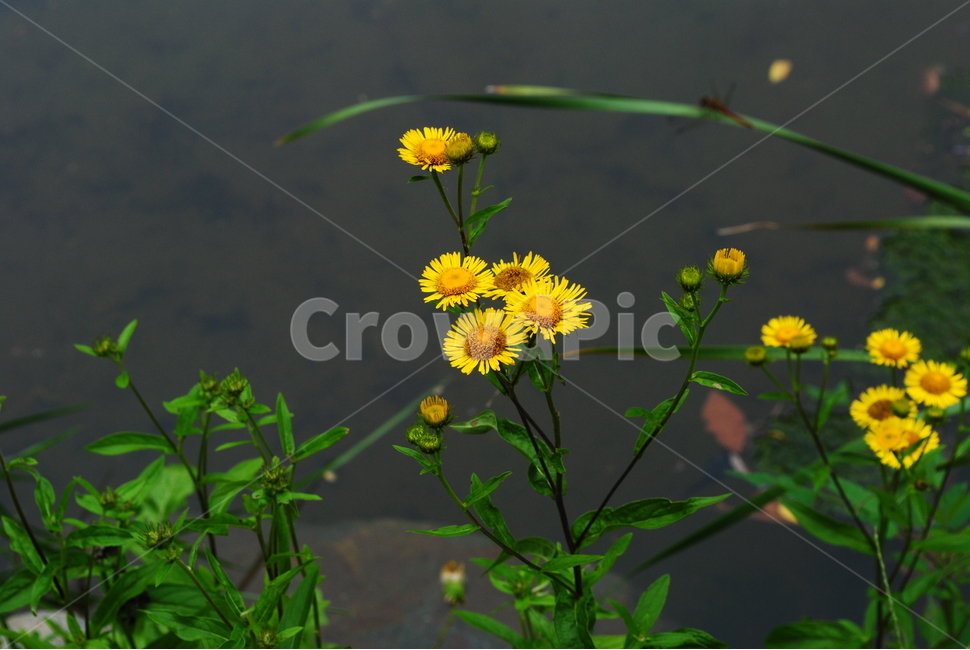 식물,자연,꽃,노란꽃,봄,노란,연못,식물,자연,plants,nature,꽃,flower
