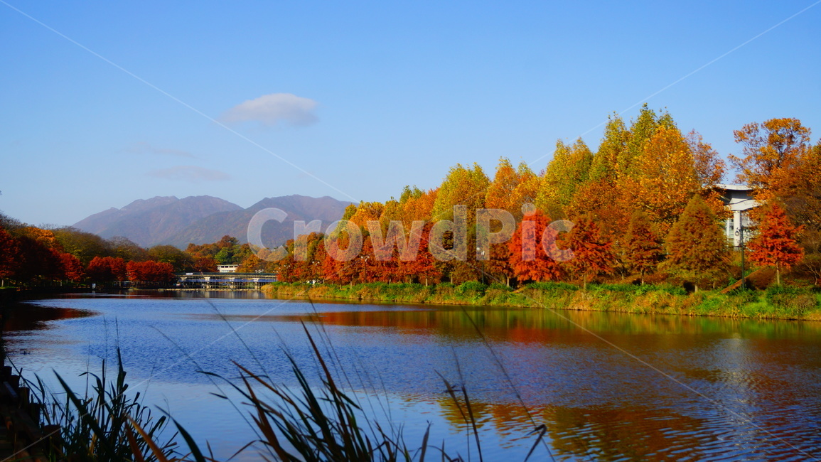 담양,광주근교,메타세콰이어,가로수,강변,가로수길,가을,계절,fall,autumn,season,자연,풍경,nature,landscape,water,물,outdoors,옥외,tree,나무,plant,식물
