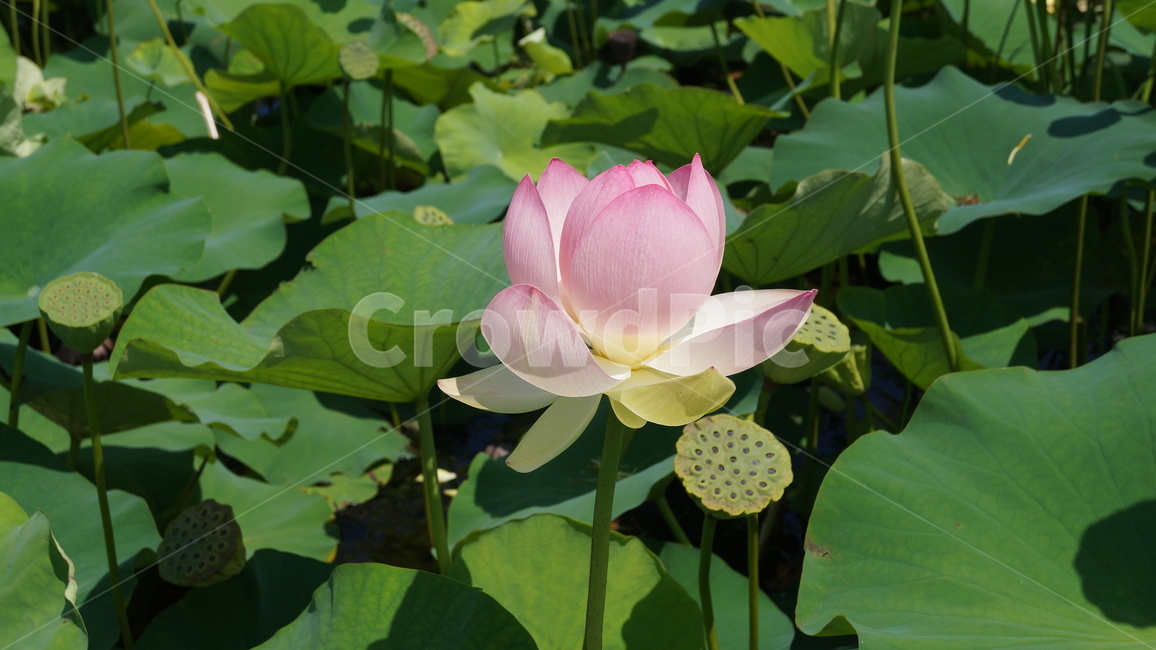연꽃,꽃,flower,식물,plant,식물,자연,plants,nature,꽃,flower