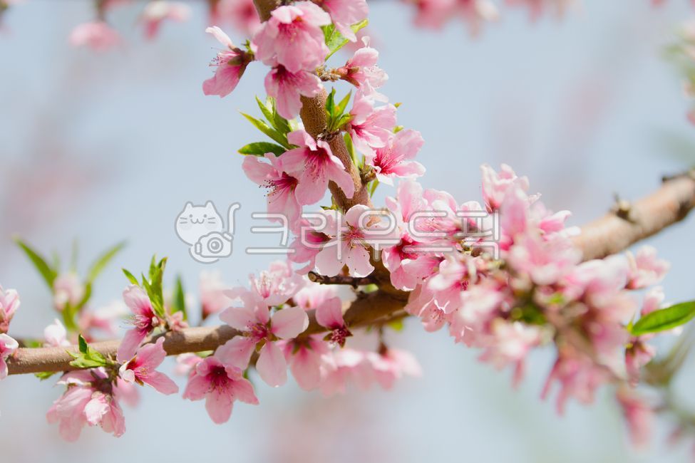 배경화면,background,wallpaper,복숭아,복숭아꽃,복사꽃,분홍,자연,plant,식물,flower,blossom,꽃,식물,자연,plants,nature,꽃,flower