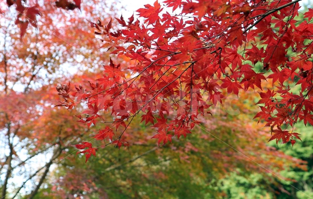 단풍잎,단풍,물들다,가을,계절,나무,자연,잎,산,산행,산책,가을,계절,fall,autumn,season,식물,자연,plants,nature,leaf,plant,tree,maple