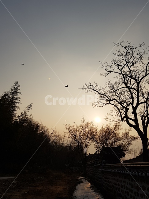 전남,구례,오미리마을,저녁풍경,저녁놀,새,tree,나무,bird,동물