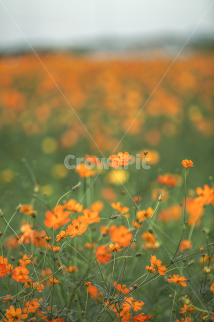 코스모스,노랑코스모스,가을,꽃,노랑꽃,flower,공원,야외,꽃사진,cosmos,park,예쁜,화사한,flowers,신선한,fresh,아름다운,푸른,자연,nature,정원,가을,계절,fall,autumn,season,식물,자연,plants,nature,꽃,flower,outdoors,옥외,grassland,목초지,field,들,rural,농촌,farm,농장,meadow
