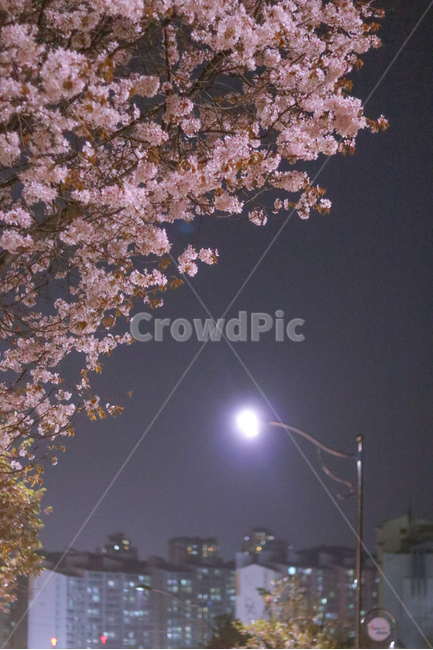 봄,꽃,벚꽃,벚꽃나무,야경,빛,봄,계절,spring,season,야경,밤,풍경,nightscape,night,landscape,도시,city,한국도시풍경,한국도시경관,korea cityscape,식물,자연,plants,nature,꽃,flower,감성,sensible,feeling,plant