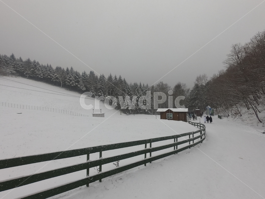 snow,눈,눈보라,winter,겨울,자연,대관령,강원도눈,대관령양떼목장,양떼목장