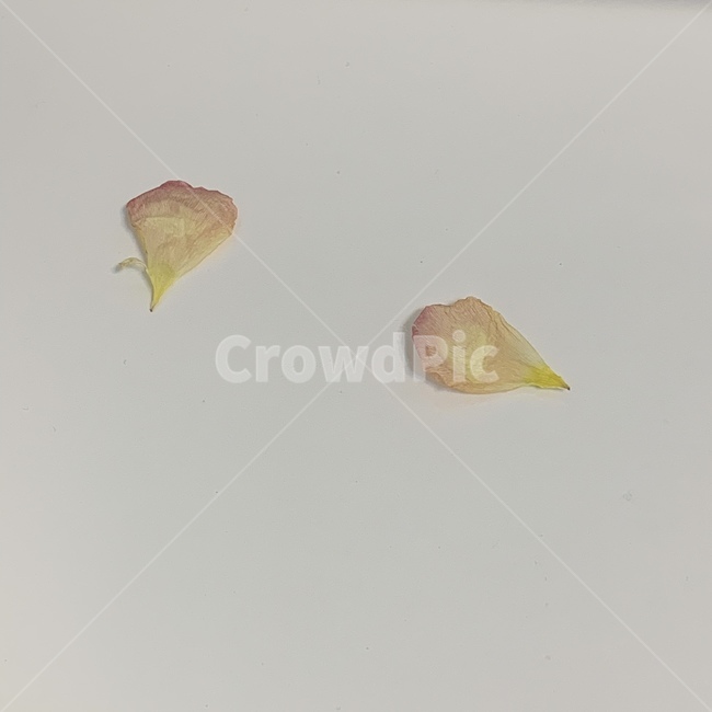 leaf,잎,plant,식물,꽃잎,라넌큘러스,잎파리,꽃,flower