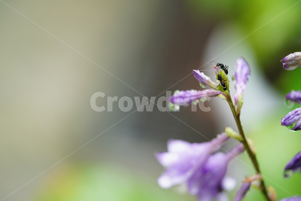 꽃,플라워,식물,생물,flower,자연,보랏빛,곤충,벌레,식물,자연,plants,nature,꽃,flower,동물,animal,곤충,벌레,insect,bug