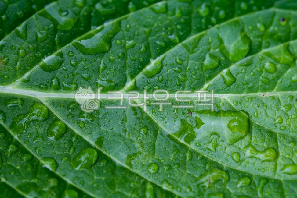 water drop,green,nature,tree leaves,plant leaves,plant,leaf