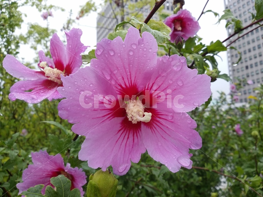 무궁화꽃,식물,꽃,무궁화,flower,plant,식물,자연,plants,nature,꽃,flower