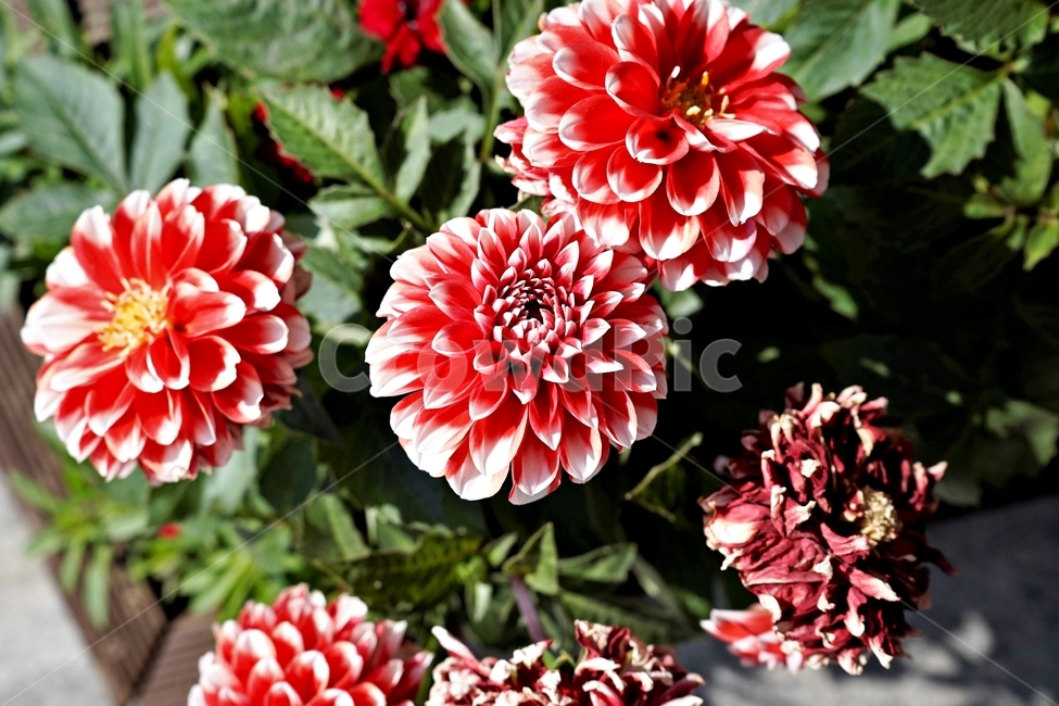 봄,정원,가드닝,원예,원예식물,화려,식물,꽃,garden,scent,healing,bloom,colorful,floral,flower,gardenflowers,happymind,life,nature,plant,spring